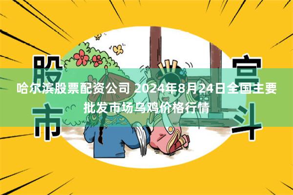 哈尔滨股票配资公司 2024年8月24日全国主要批发市场乌鸡价格行情